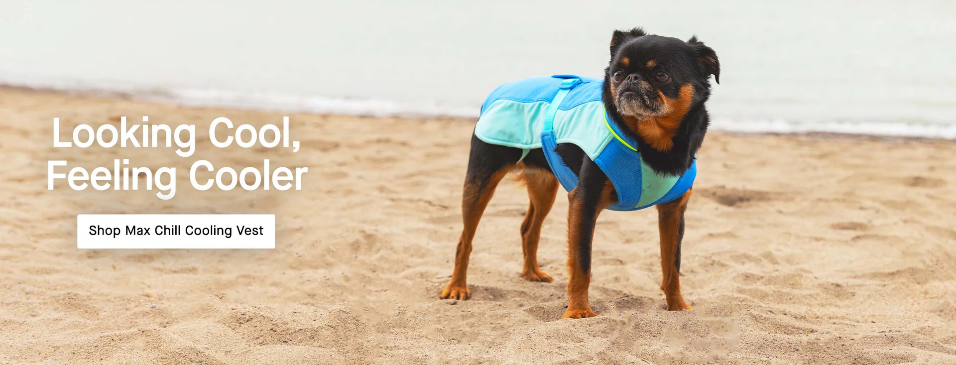 Style That Fits Every Pooch