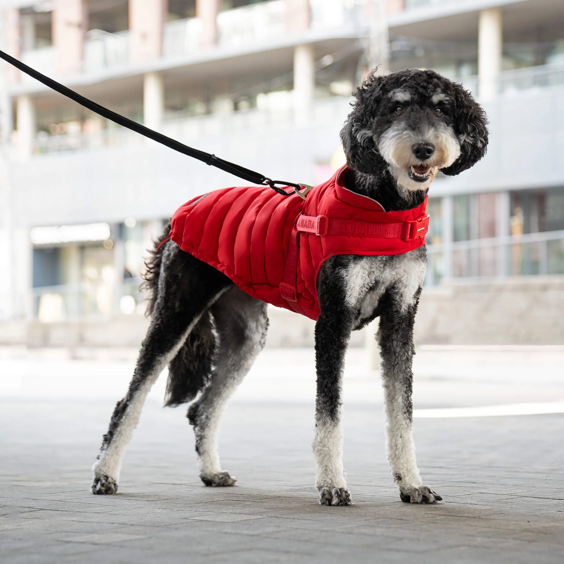 Harness Puffer - Image 11