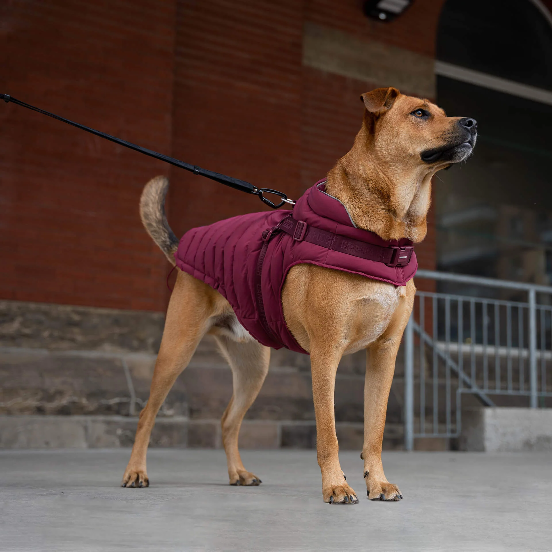 Harness Puffer - Image 18