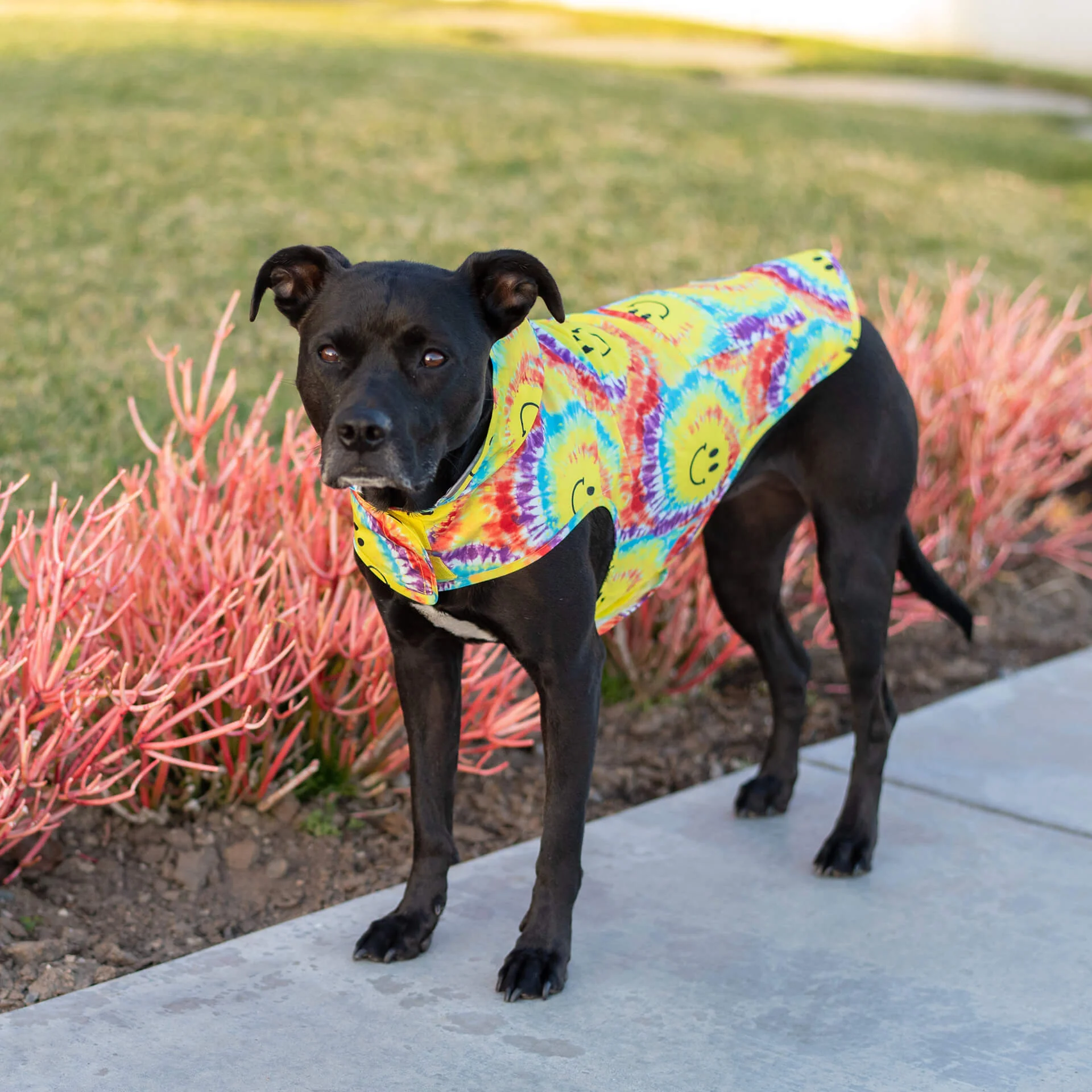 Pick Me Poncho - Image 38