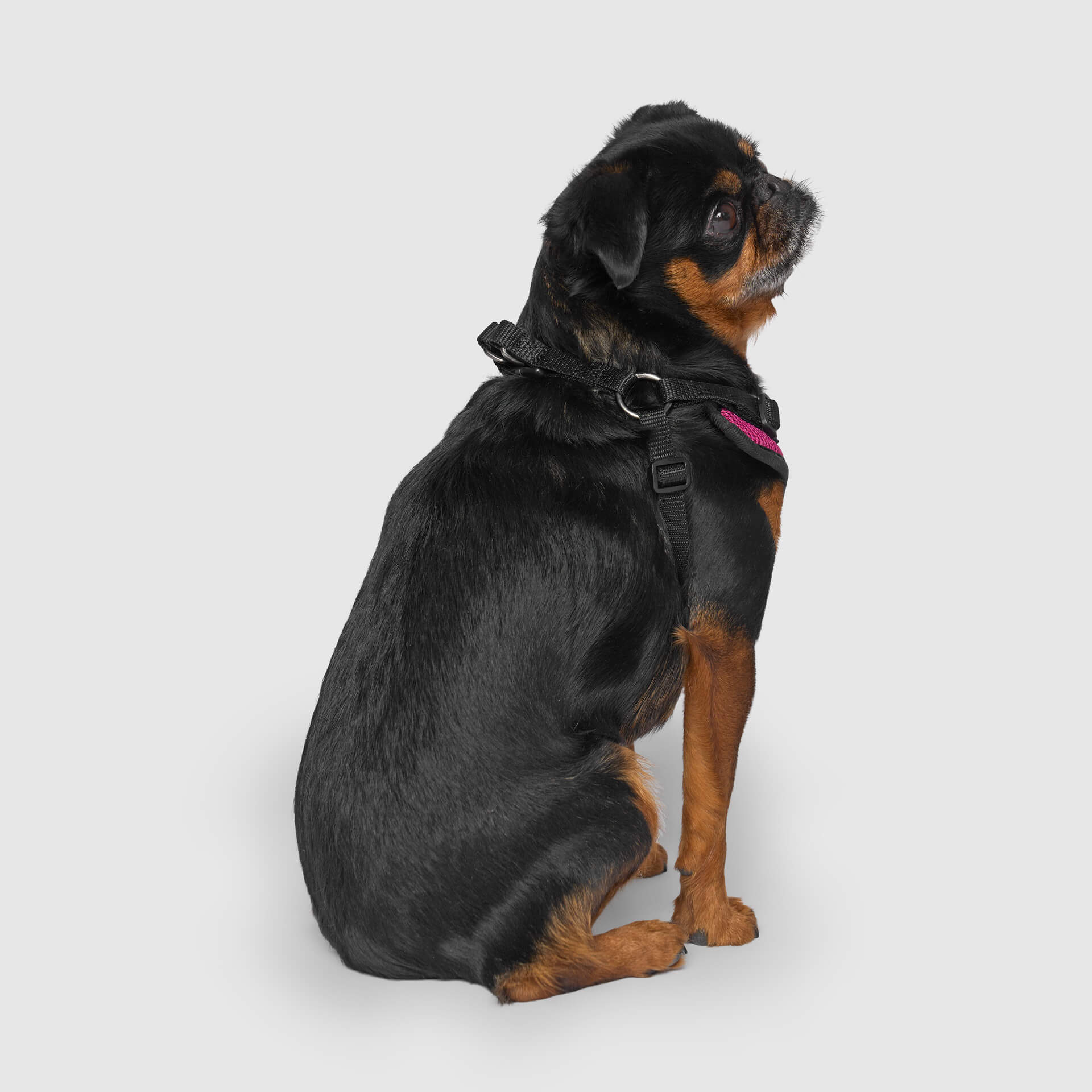 Easy-On Step-In Harness - Image 11