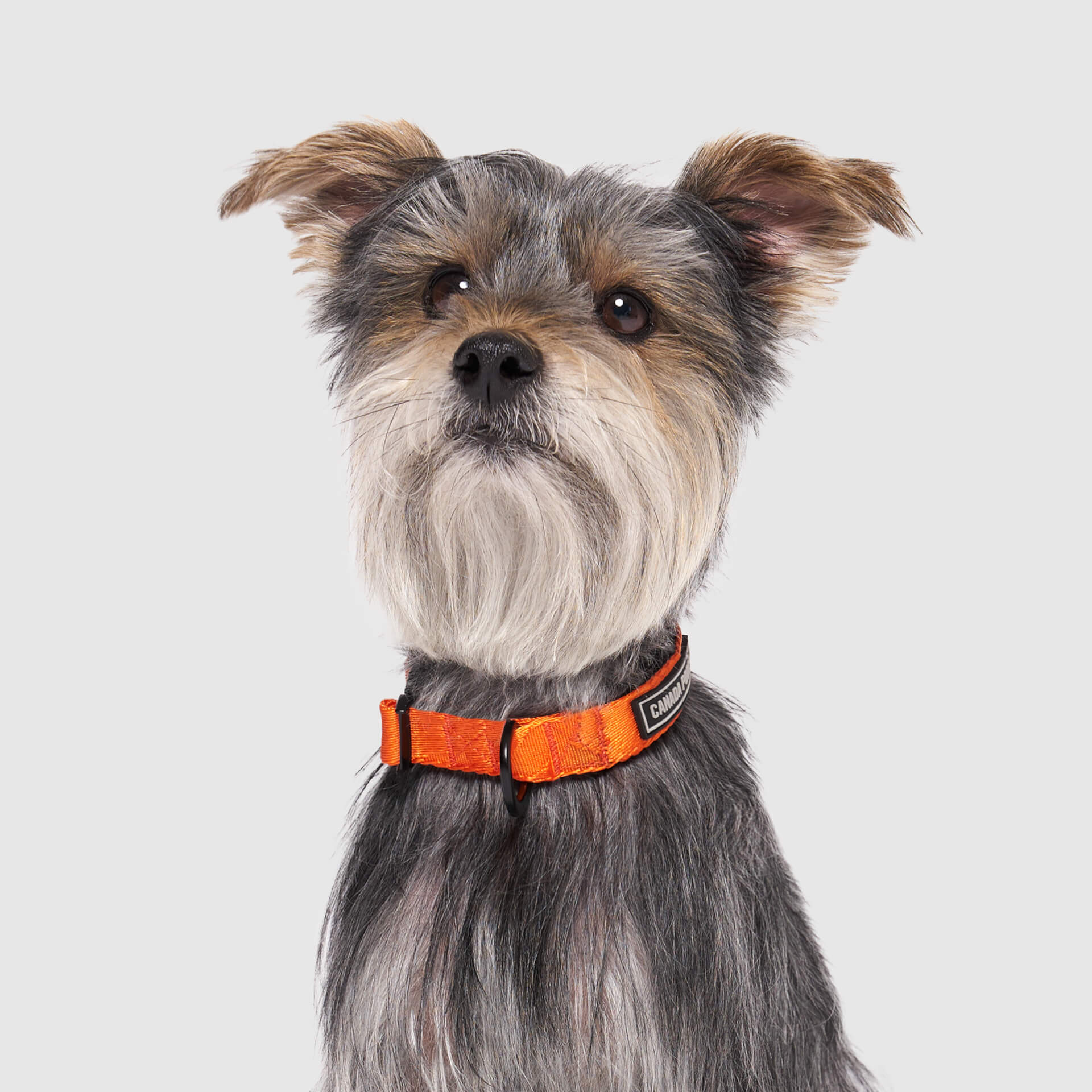Utility Collar - Image 7