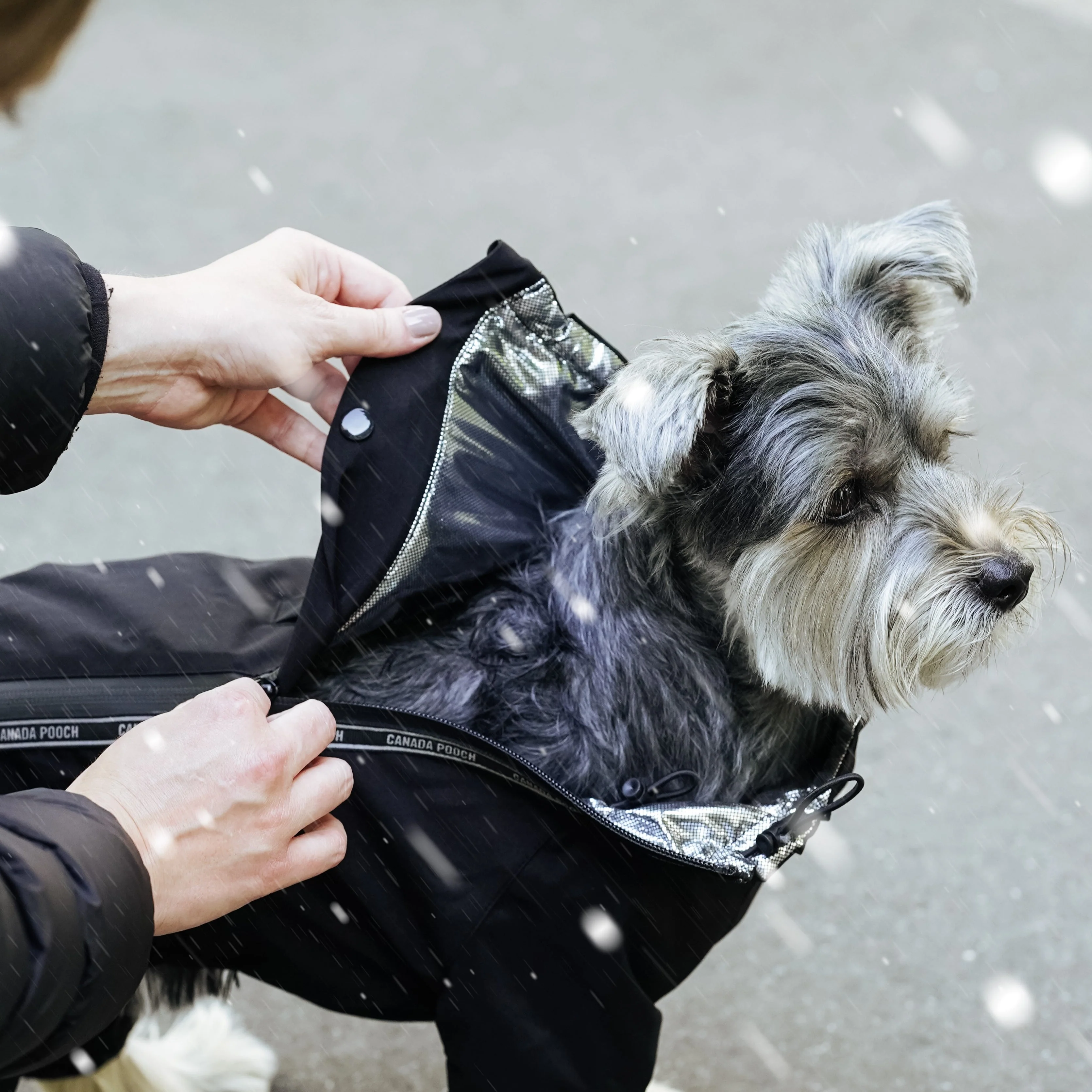 The Snow Suit - Image 6