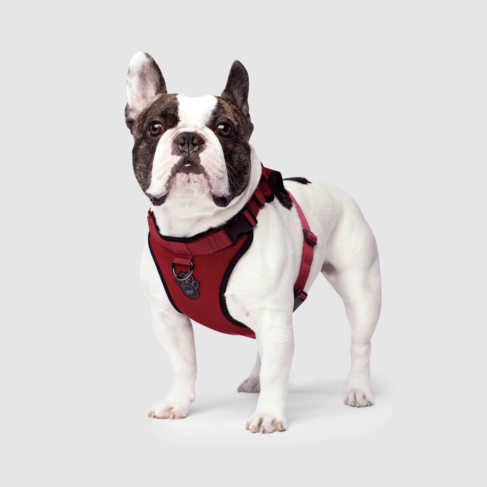 The Everything Harness Mesh Series - Image 16