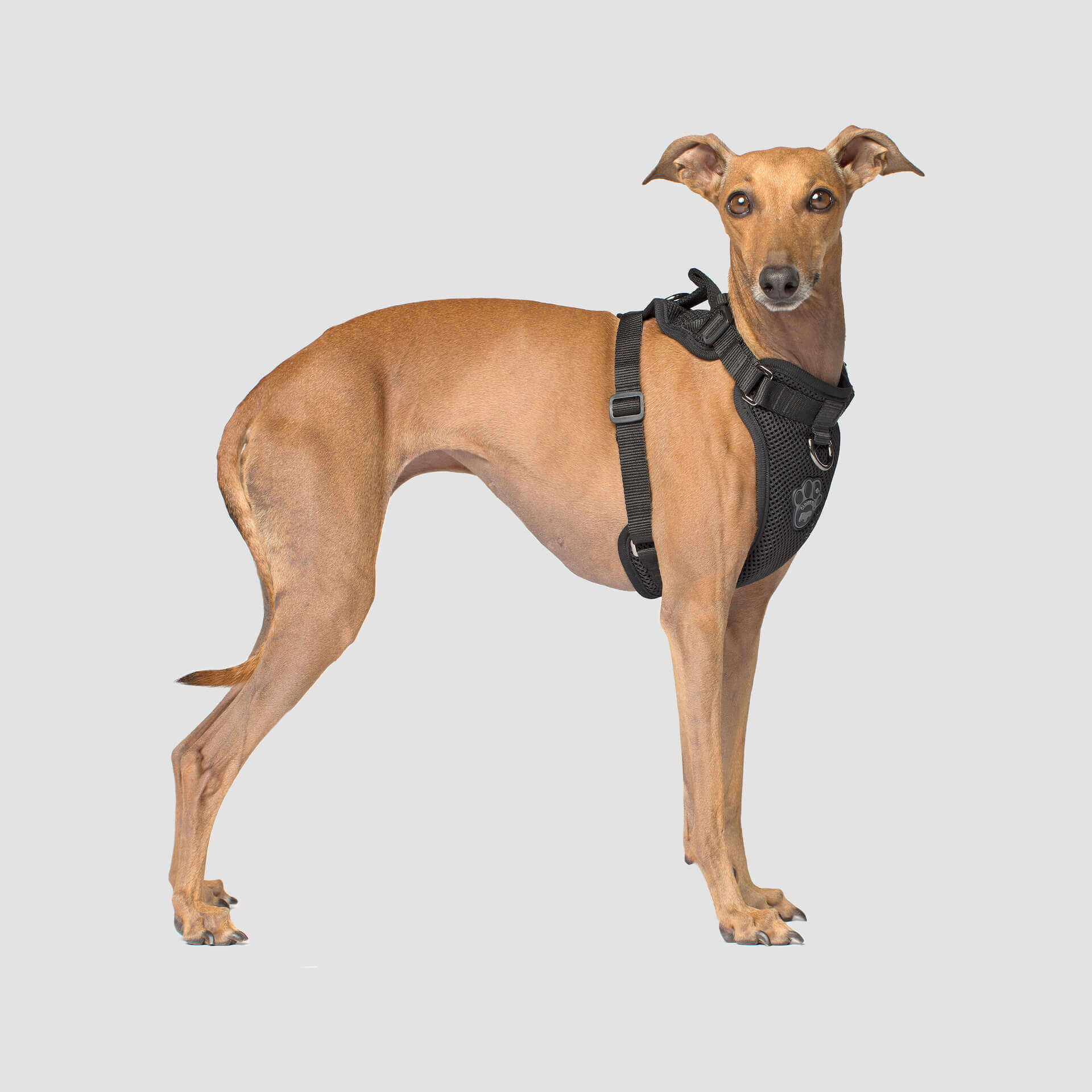 The Everything Harness Mesh Series - Image 6