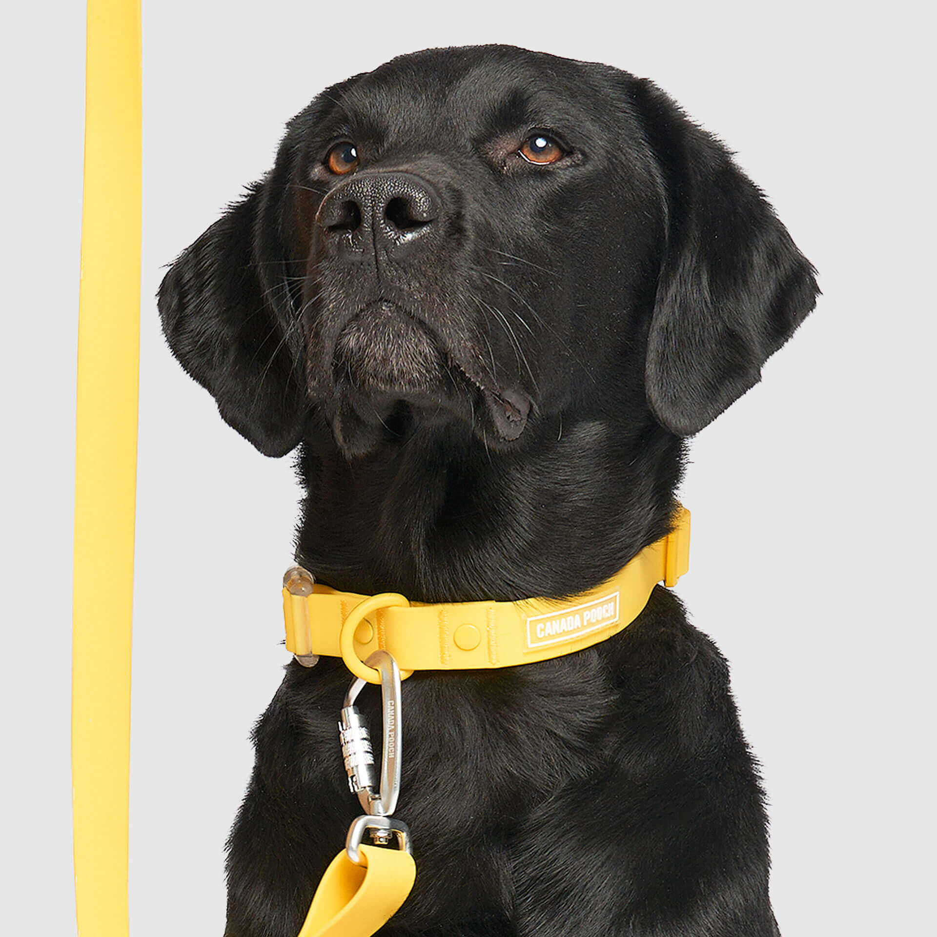 Waterproof Collar - Image 11