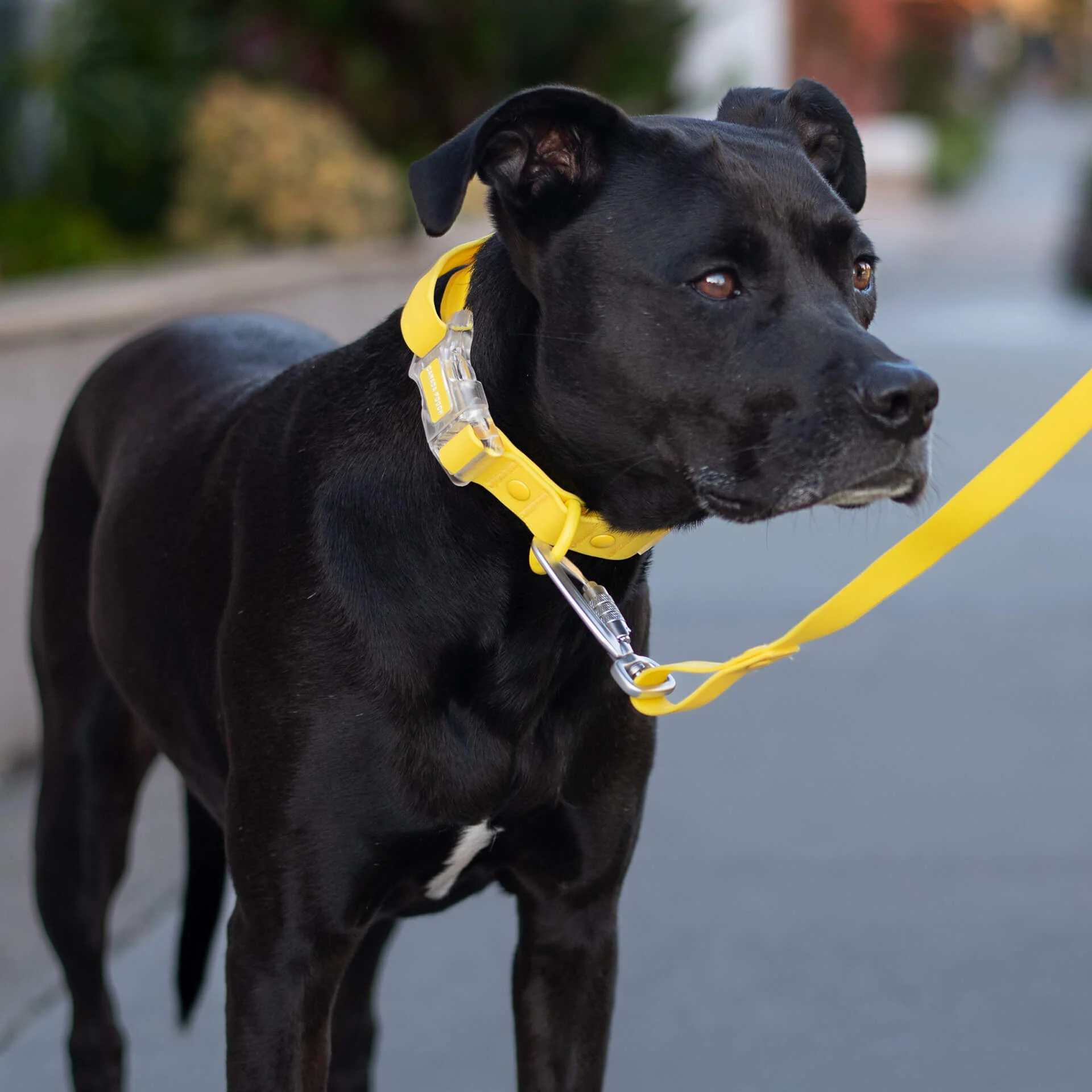 Waterproof Collar - Image 14