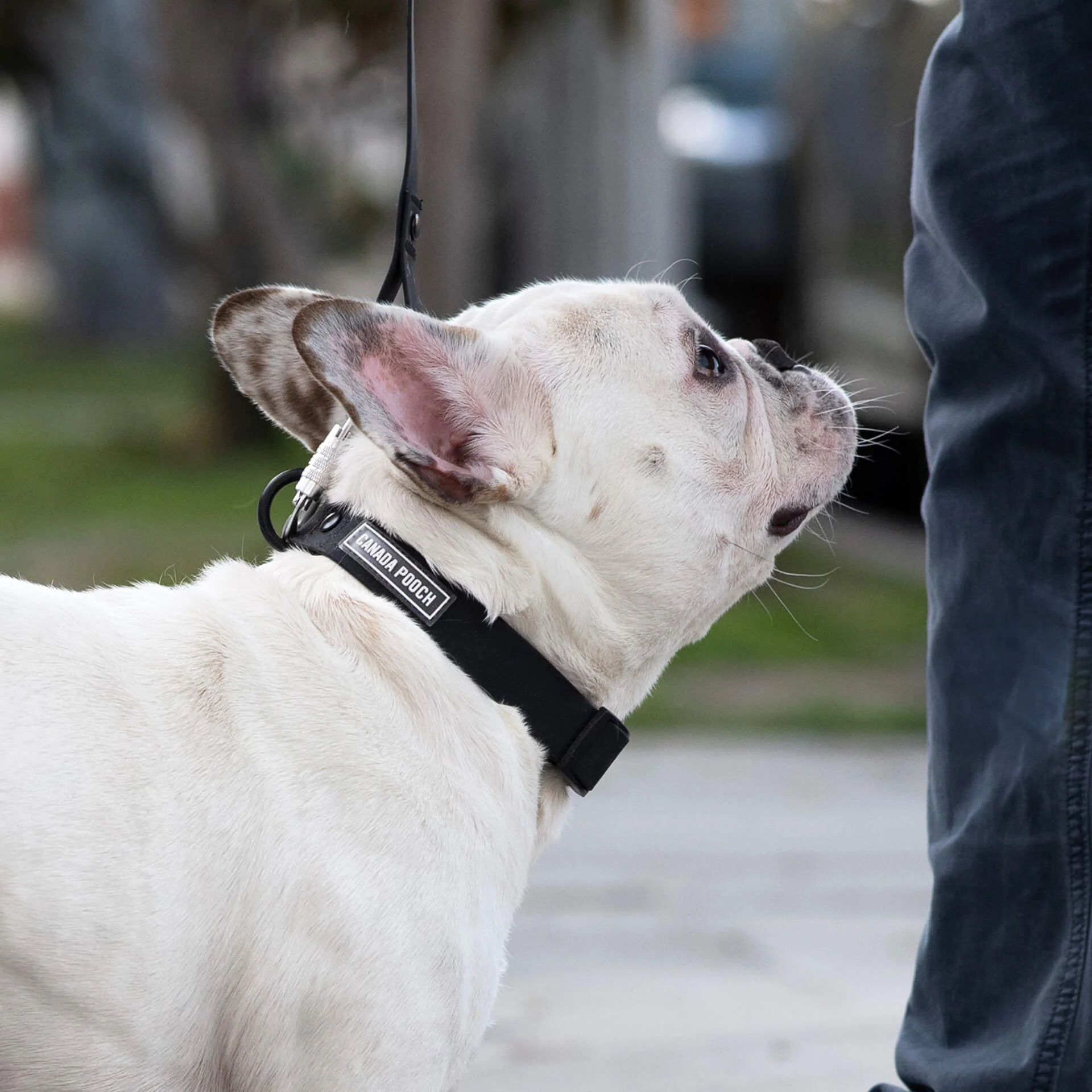 Waterproof Collar - Image 6