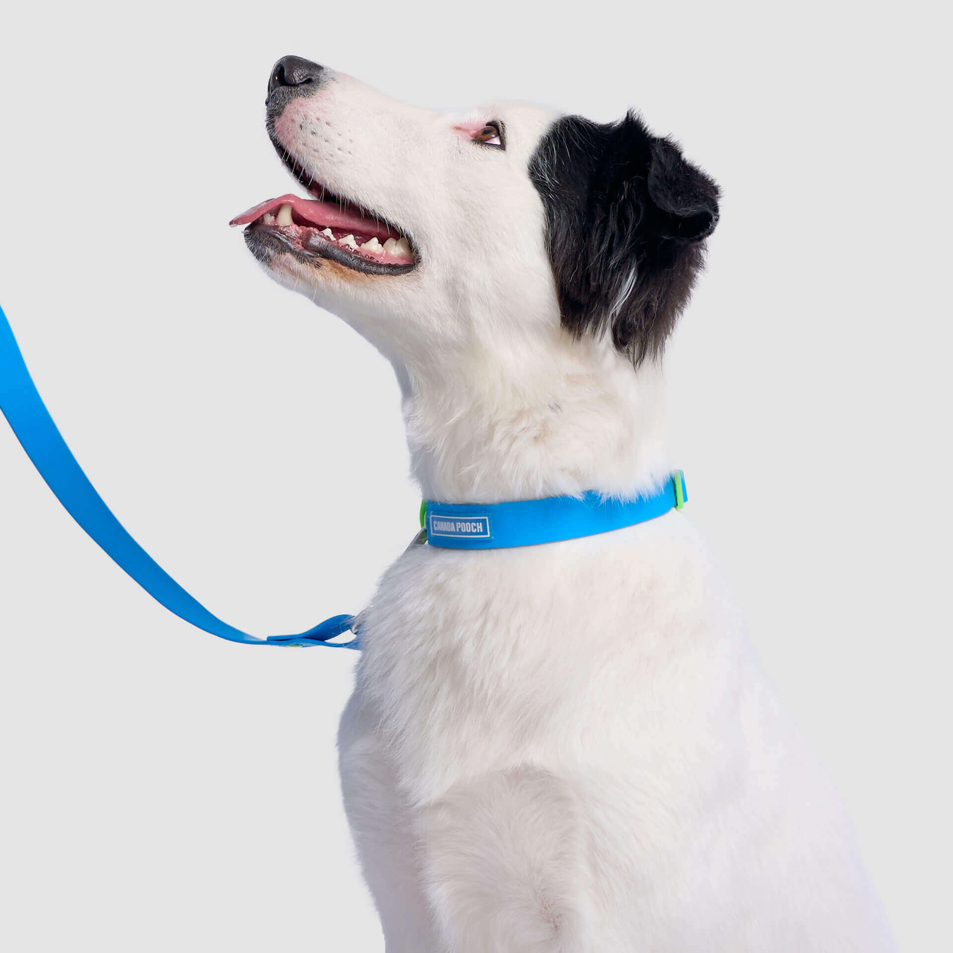 Waterproof Collar - Image 7