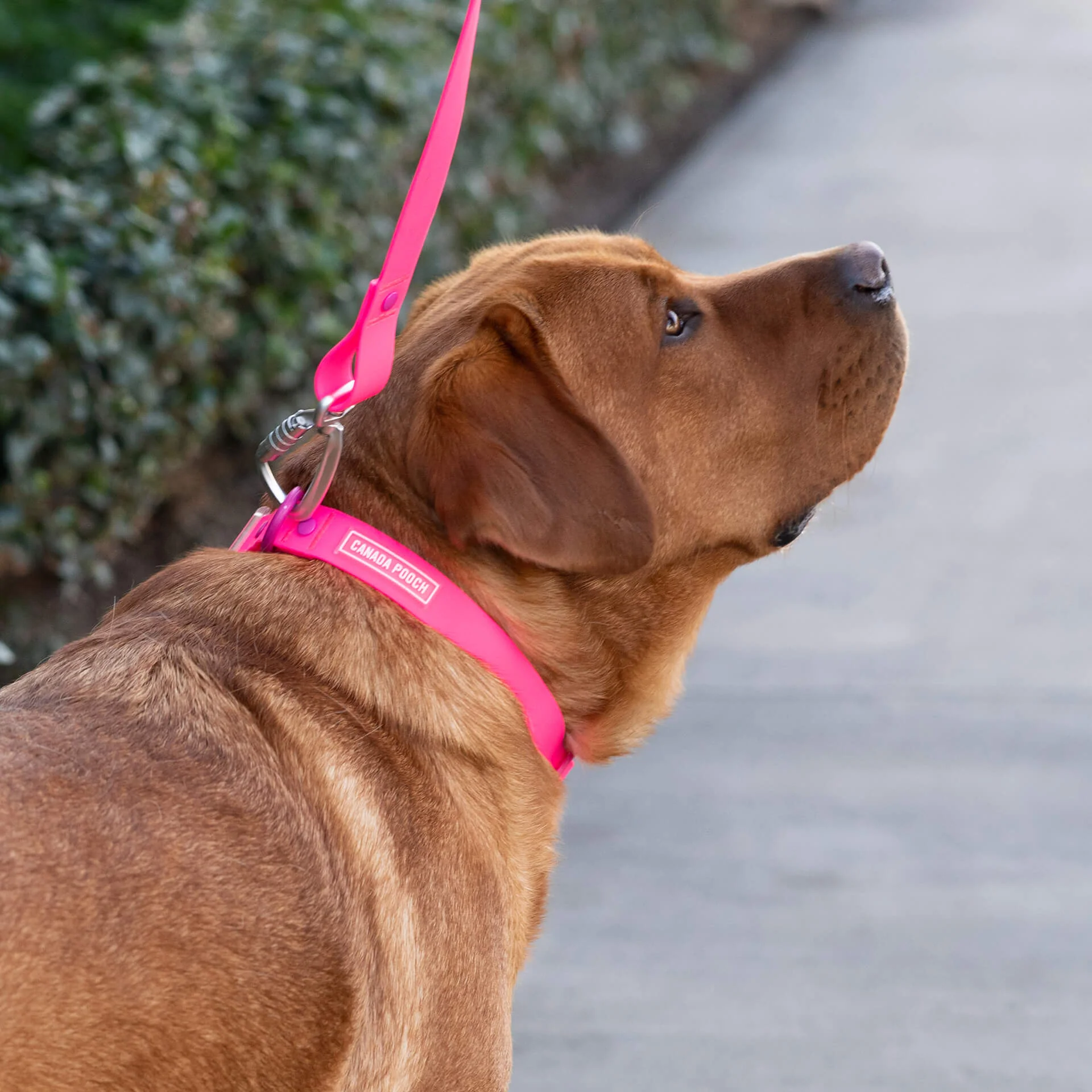 Waterproof Leash - Image 16