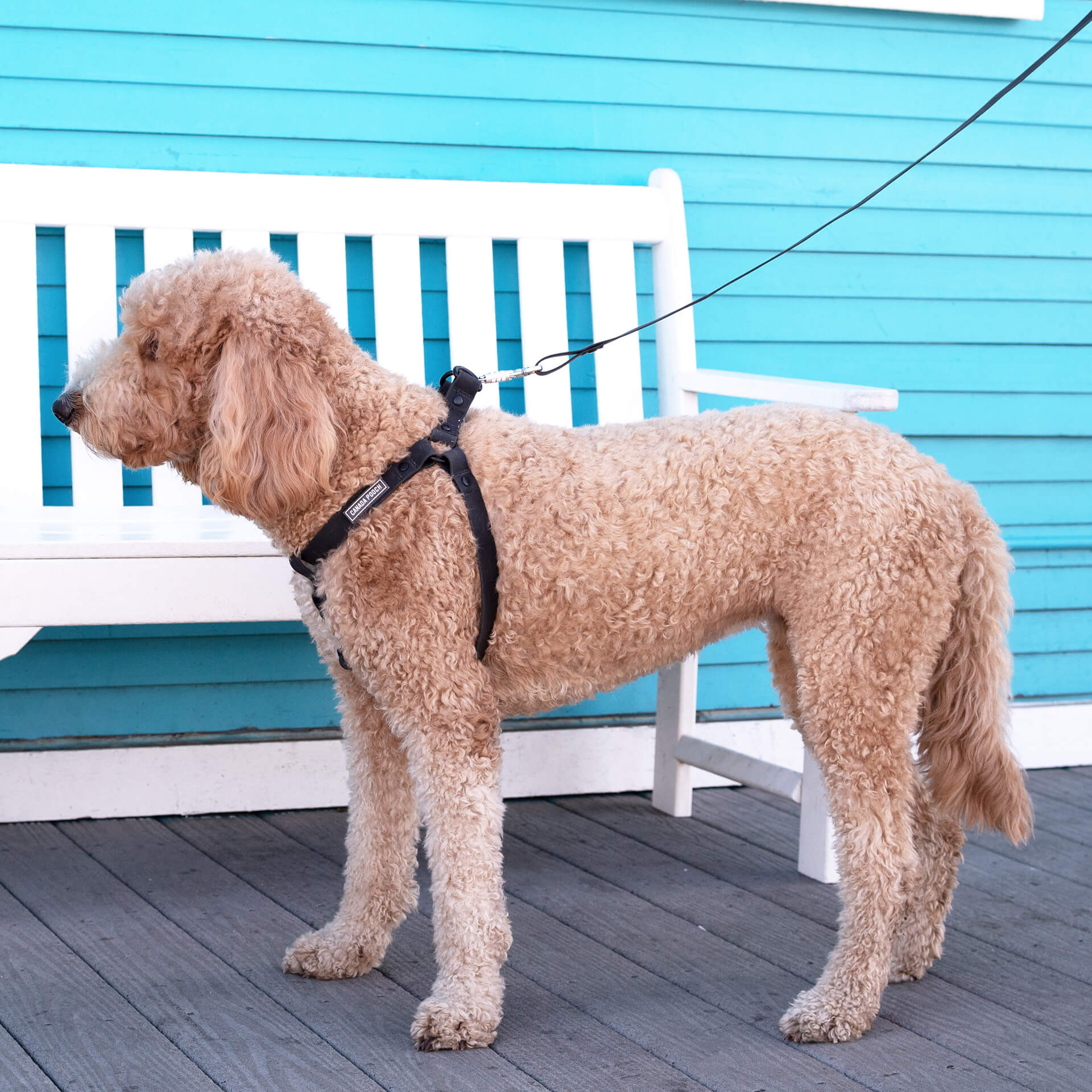 Waterproof Leash - Image 6